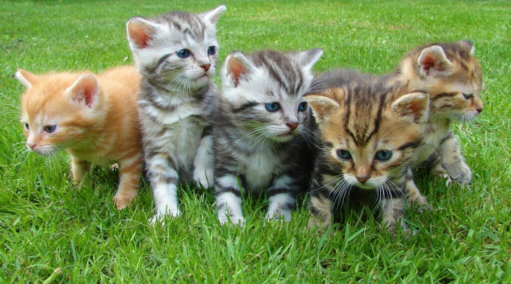 Koty – co musisz o nich wiedzieć?